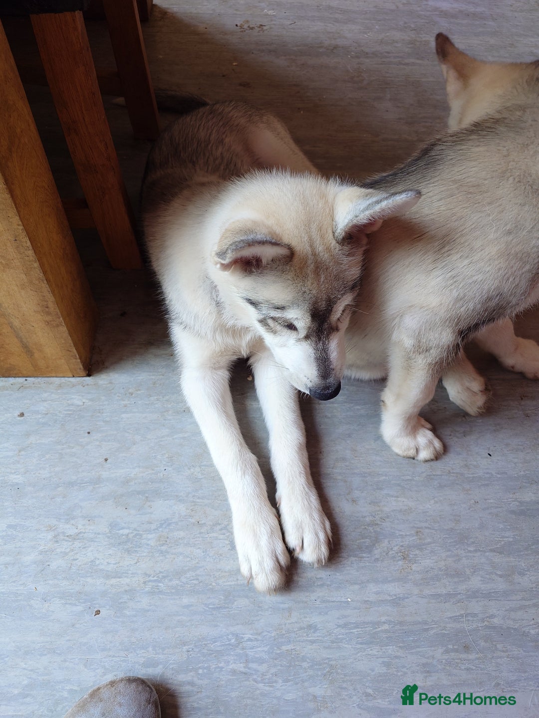 Siberian Husky dogs for sale: Siberian husky puppies for sale  - Image 9