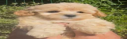 Maltipoo dogs for sale: Stunning Teddy Bear Toy Maltipoo Puppies  - Advert 25