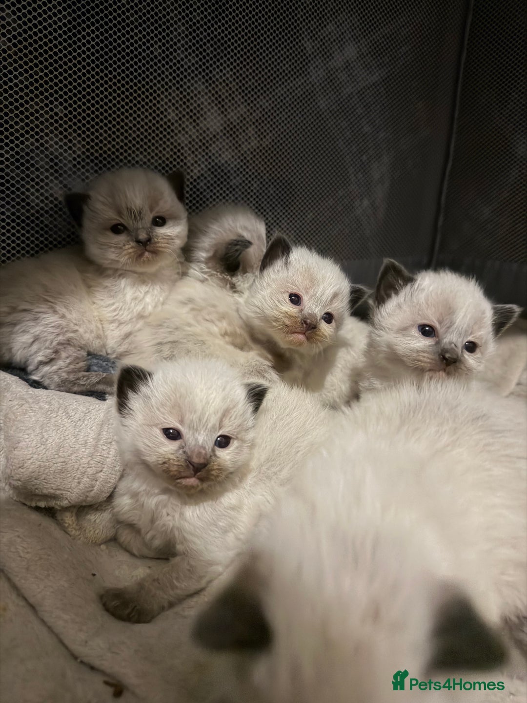 Ragdoll cats for sale: Ragdolls kittens, seal point and bluepoint  - Advert 1