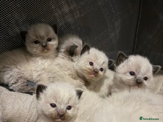 Ragdoll cats Ragdolls kittens, seal point and bluepoint - Advert 1