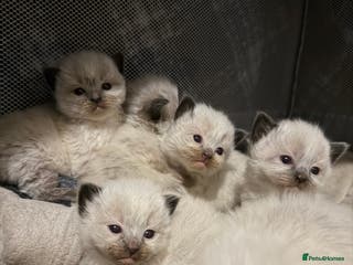 Ragdoll cats Ragdolls kittens, seal point and bluepoint - Advert 15