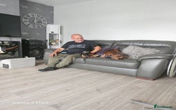 Dachshund dogs for sale: TWO DAUSHUNDS - Image 13