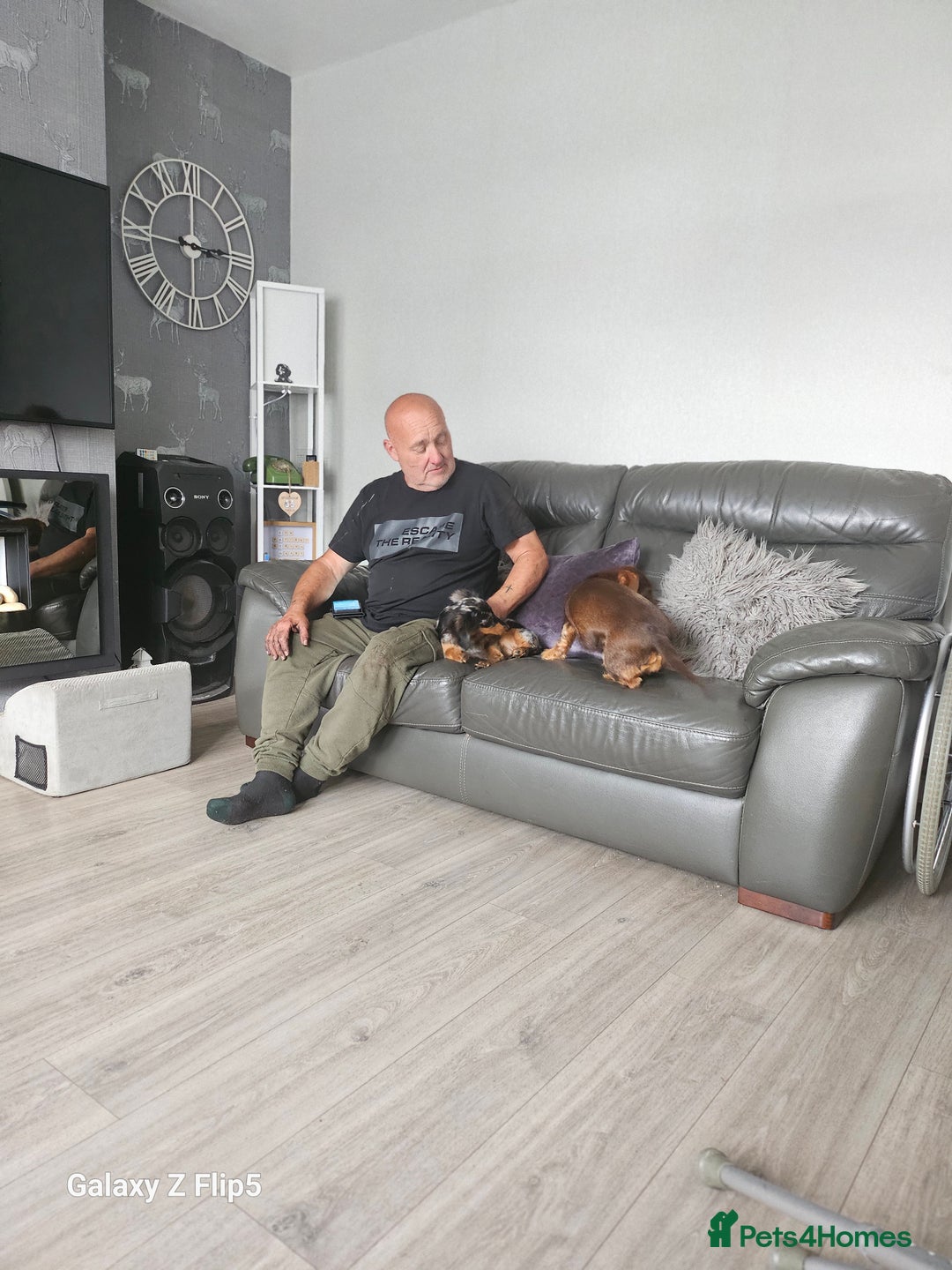 Dachshund dogs for sale: TWO DAUSHUNDS - Image 13