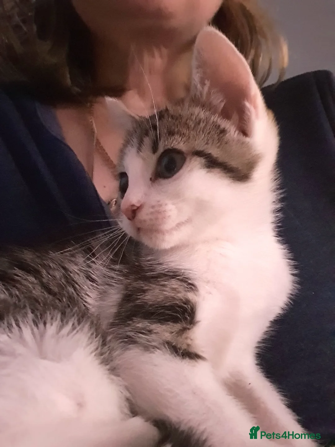 British Shorthair cats for sale: Gorgeous, soft, and playful kittens in Maidstone - Advert 2