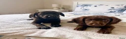 Cocker Spaniel dogs for sale: Amazing cocker spaniel puppies in Glasgow - Advert 3