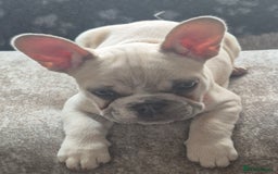 French Bulldog dogs for sale: Last pup, Rubyroo.  - Image 2