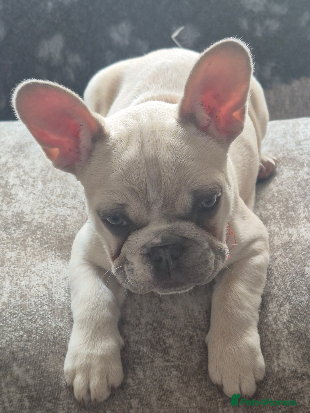 French Bulldog dogs for sale: Last pup, Rubyroo.  - Image 2