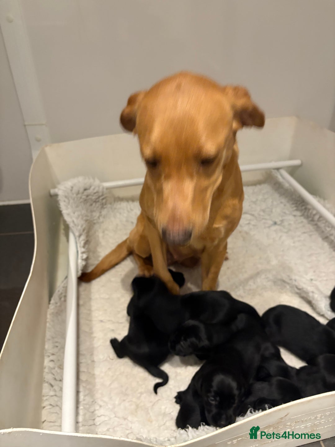 Springador dogs for sale: Springerdor Puppies  - Advert 2