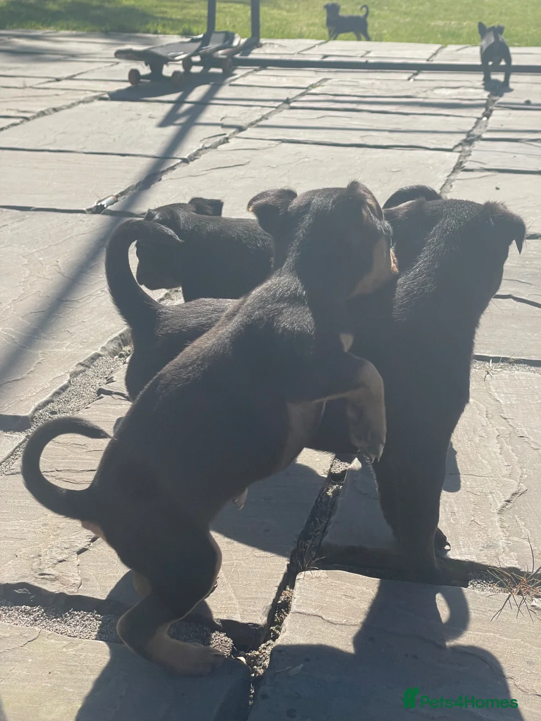 Mixed Breed dogs for sale: Kelpiejack pups in Llanrwst - Advert 13