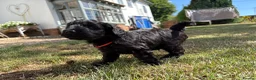 Mixed Breed dogs for sale: Delightful Schnockerpoo Puppies  - Advert 5