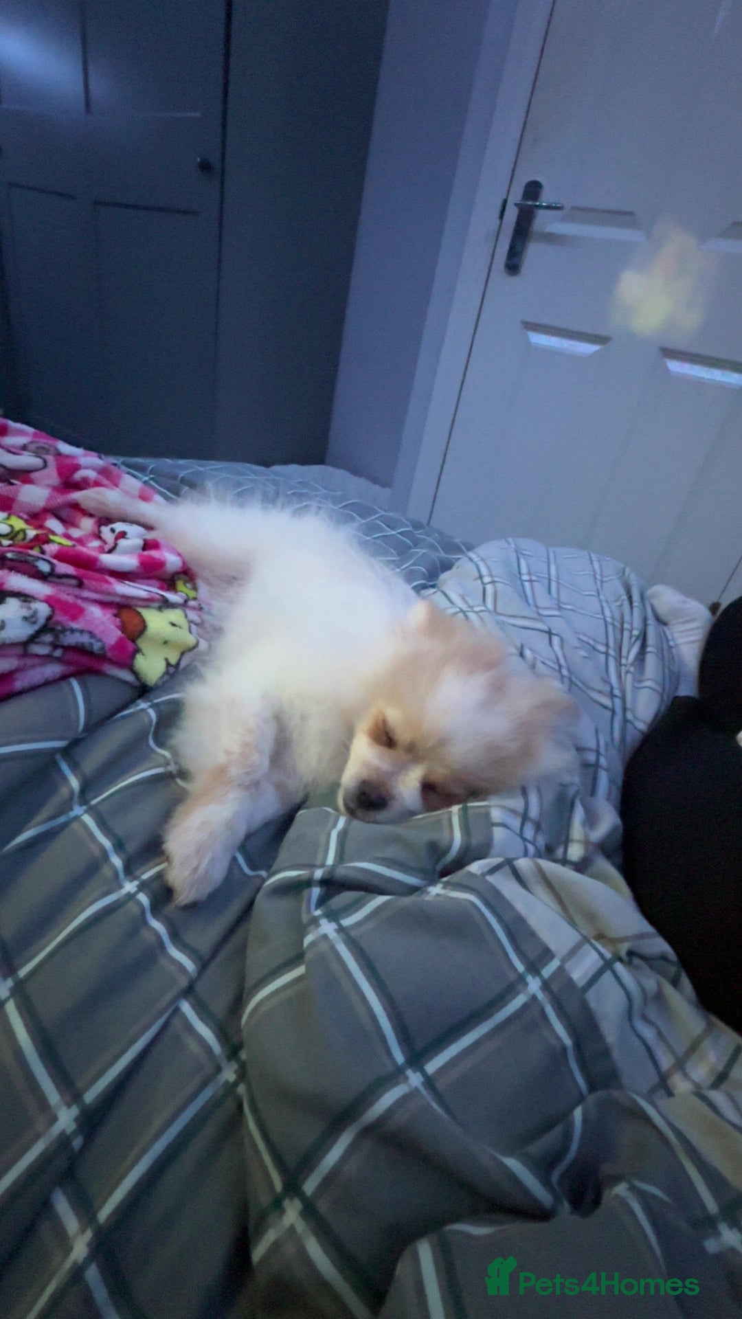 Pomeranian dogs for sale: Beautiful Pomeranian puppy for sale - Advert 6