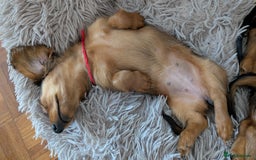 Miniature Dachshund dogs for sale: LAST GIRL KC Reg PRA clear LM Dachshund in Peterborough - Image 7