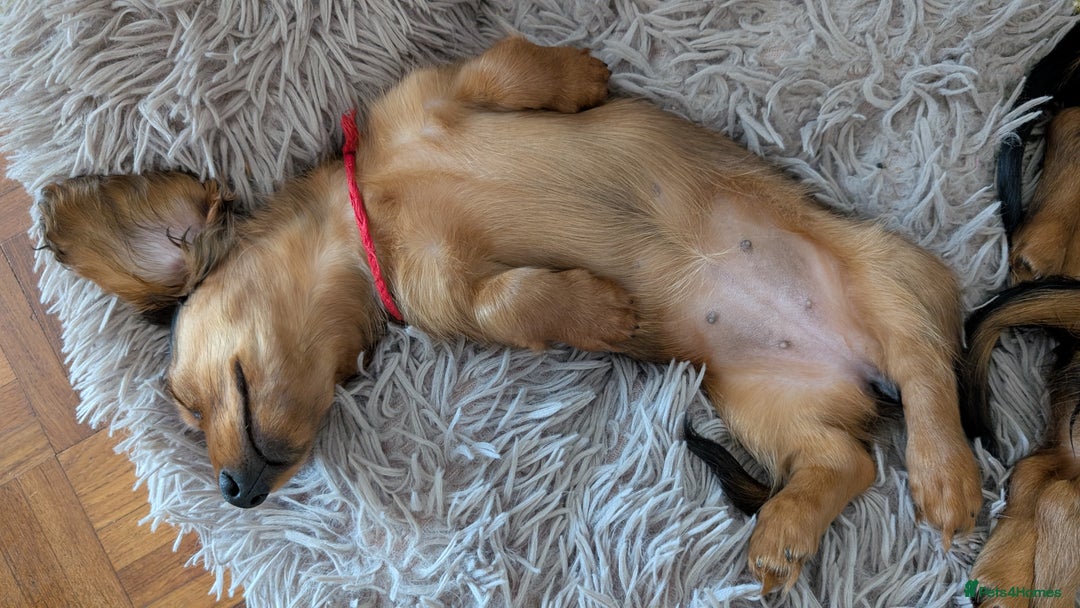 Miniature Dachshund dogs for sale: LAST GIRL KC Reg PRA clear LM Dachshund in Peterborough - Image 7