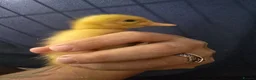 Mixed Breed birds for sale: Mix breed ducklins in Dymock - Advert 6