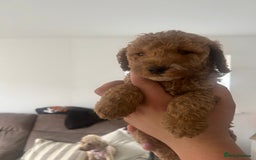 Cockapoo dogs for sale: F2 cockapoo puppies for sale. Ready in 2 weeks🩵🩷 - Image 4