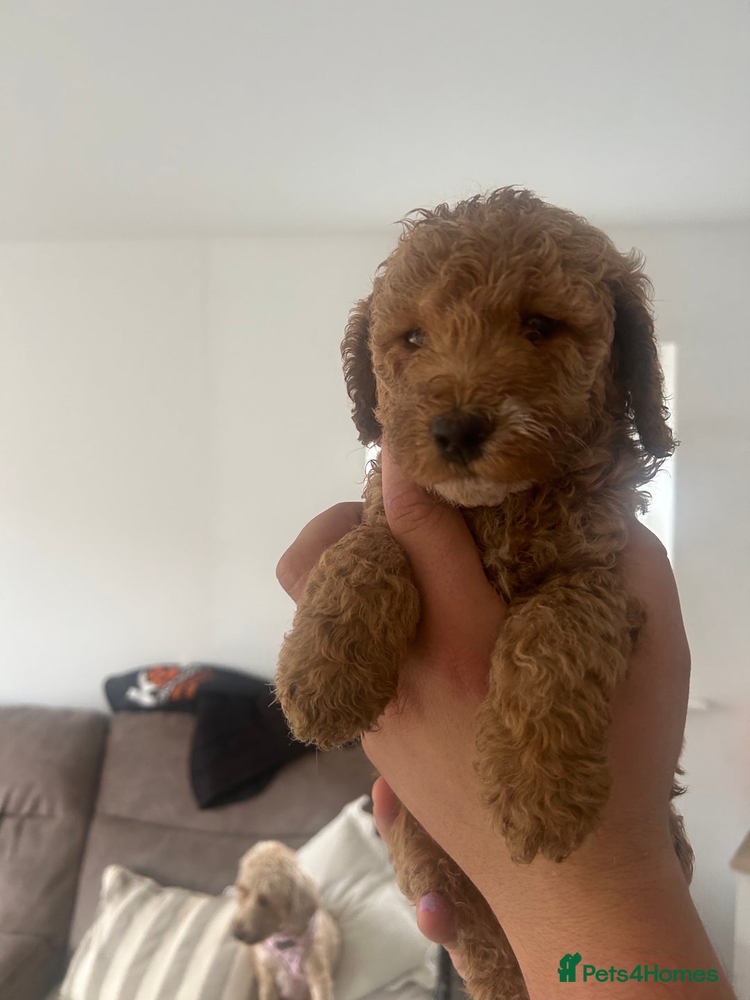 Cockapoo dogs for sale: F2 cockapoo puppies for sale. Ready in 2 weeks🩵🩷 - Image 4