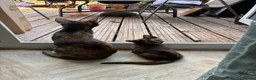 Mixed Breed cats for sale: 2 white kittens girls, 1 tortoise shell girl in Worcester - Advert 3