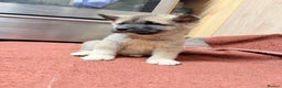 Akita dogs for sale: American Akita - Advert 24