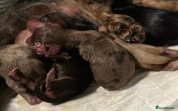 Miniature Dachshund dogs for sale: KC Long Coat Miniature Dachshund Puppies - Image 6