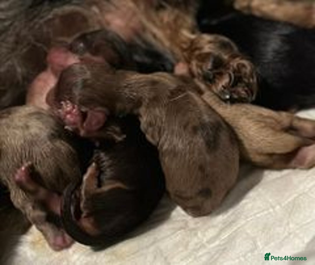 Miniature Dachshund dogs for sale: KC Long Coat Miniature Dachshund Puppies - Image 6