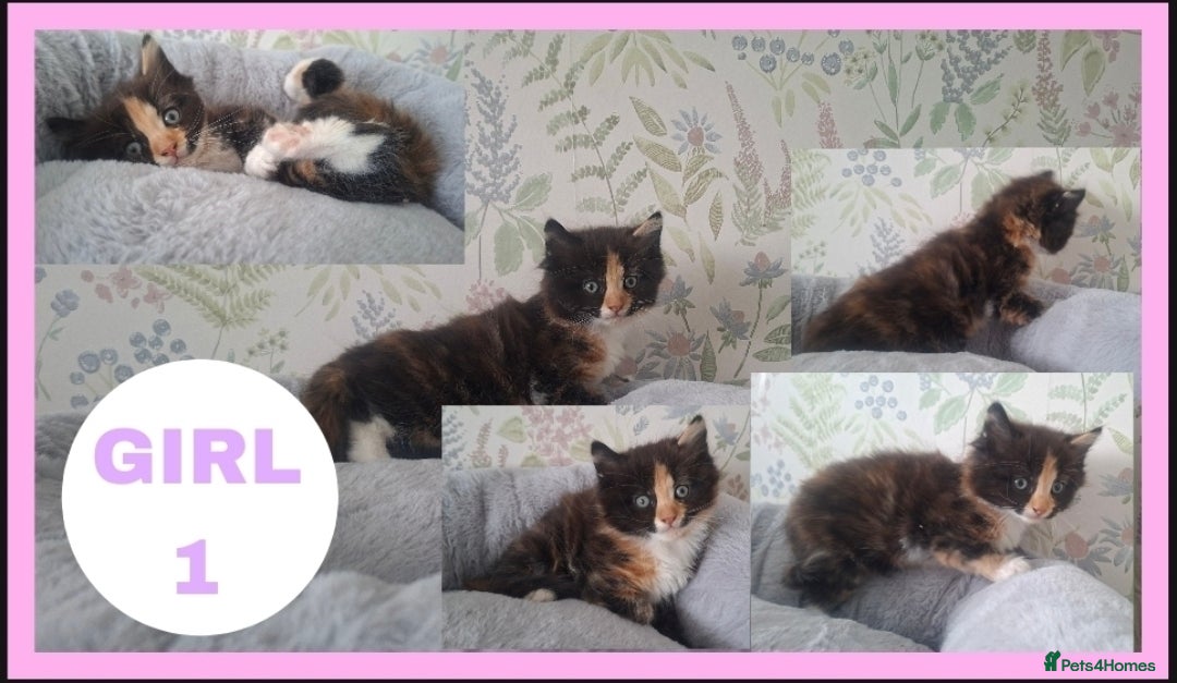 Mixed Breed cats Beautiful kittens for sale  - Advert 1
