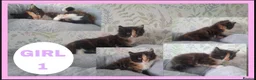 Mixed Breed cats for sale: Beautiful kittens for sale  - Advert 1