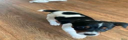 Jack Russell dogs for sale: Beautiful Jack Russell Girls Available  - Advert 21