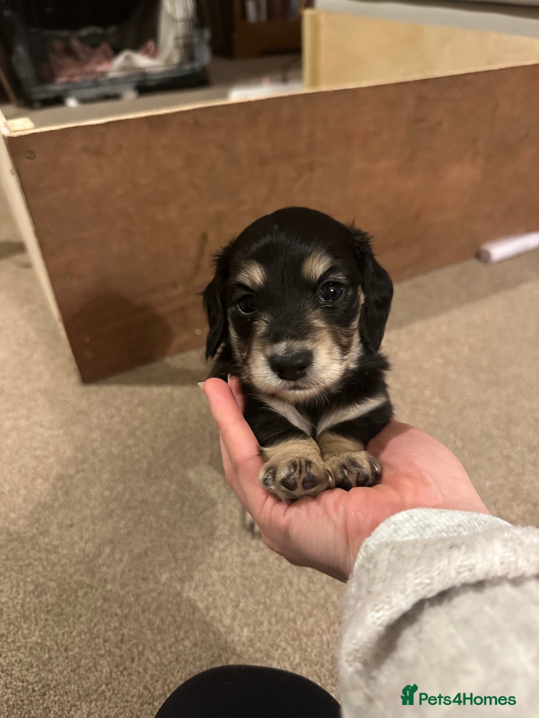 Miniature Dachshund dogs for sale: KC reg Long haired miniature dachshund puppies - Advert 11