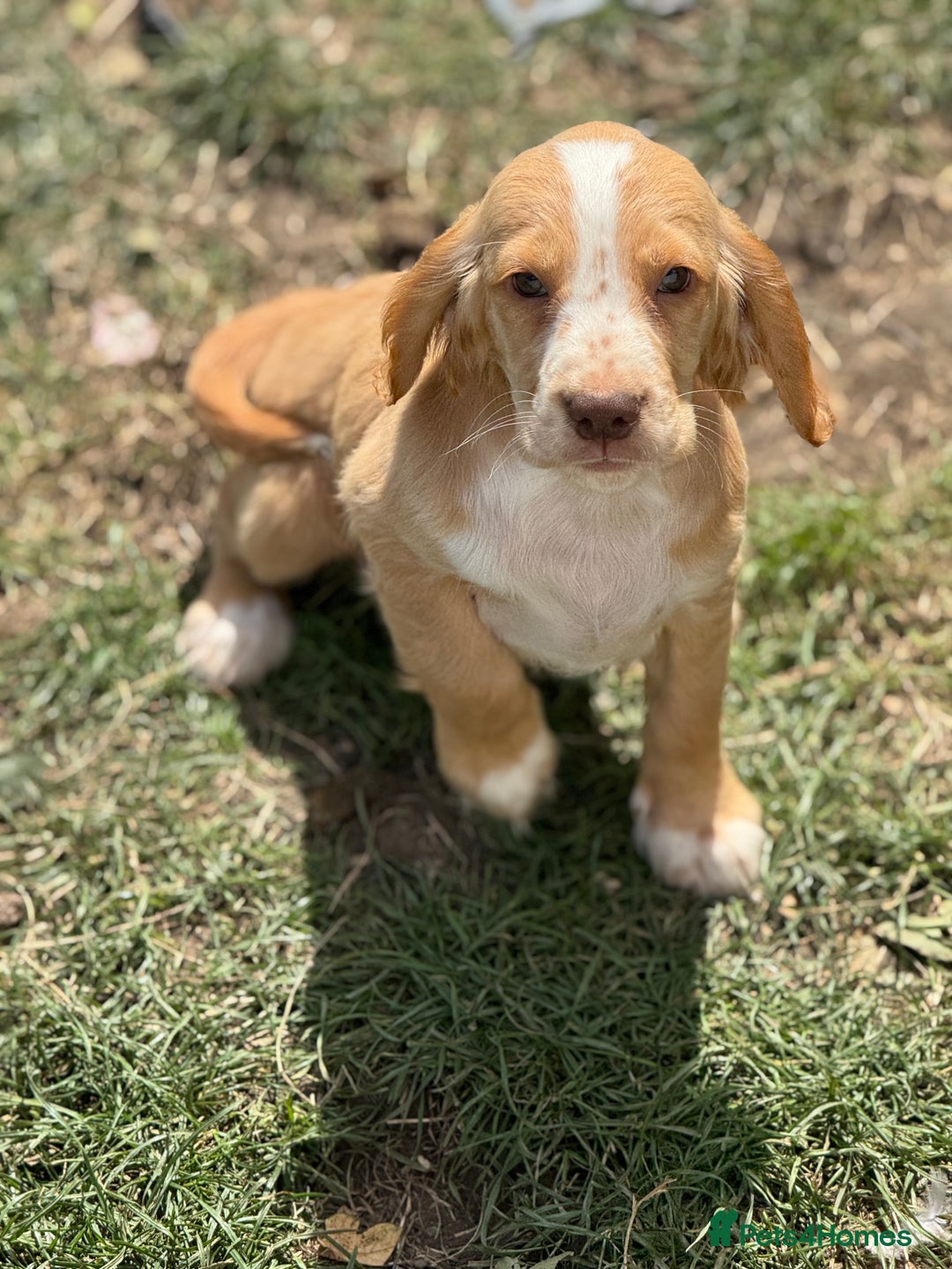 Cocker Spaniel dogs for sale: Stunning cocker pups  - Image 8