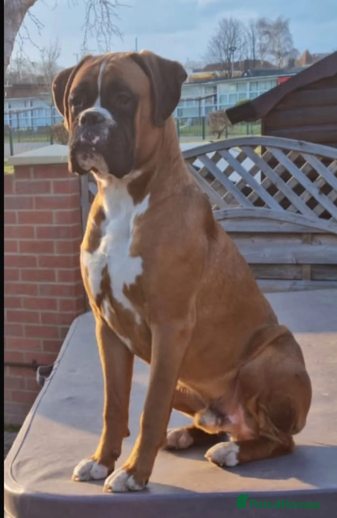Boxer dogs for sale: 8wk old Boxer Puppy - Advert 8
