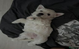 West Highland Terrier dogs for sale: West Highland White Terrier Puppies - Image 11