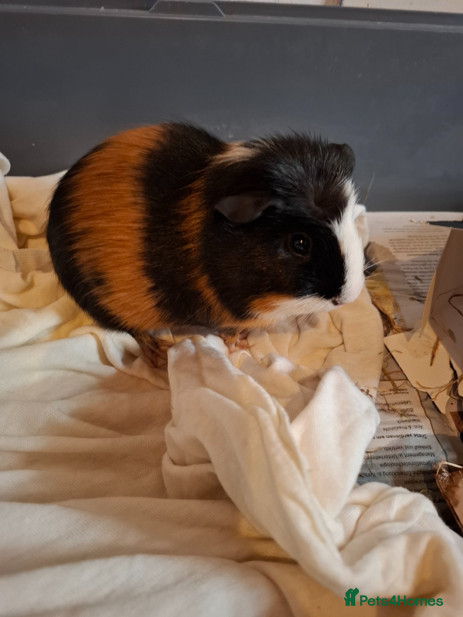 Guinea Pig rodents Male Guinea Pig - Advert 12