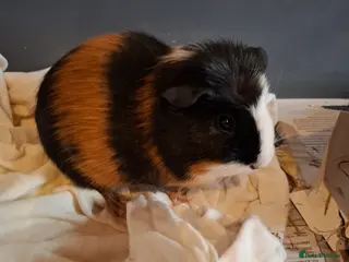 Guinea Pig rodents Male Guinea Pig - Advert 12