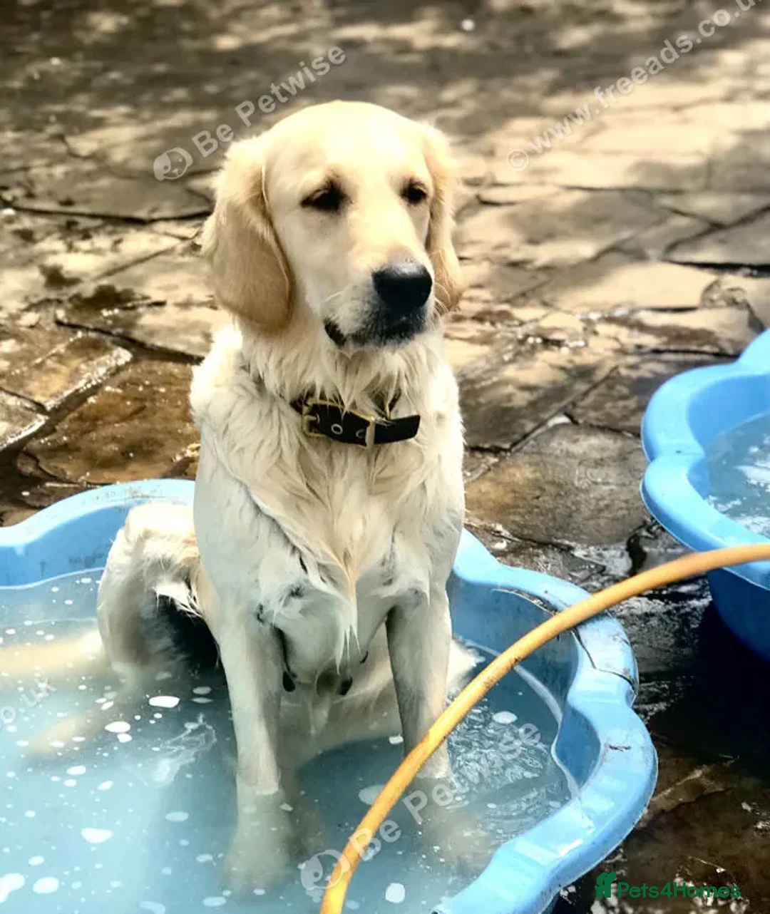 Golden Retriever dogs for sale: Caramel - Advert 4
