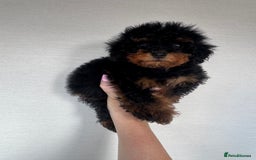 Toy Poodle dogs for sale: Extremely rare blue tiny Kc Reg Toy Poodle Puppy! - Image 18