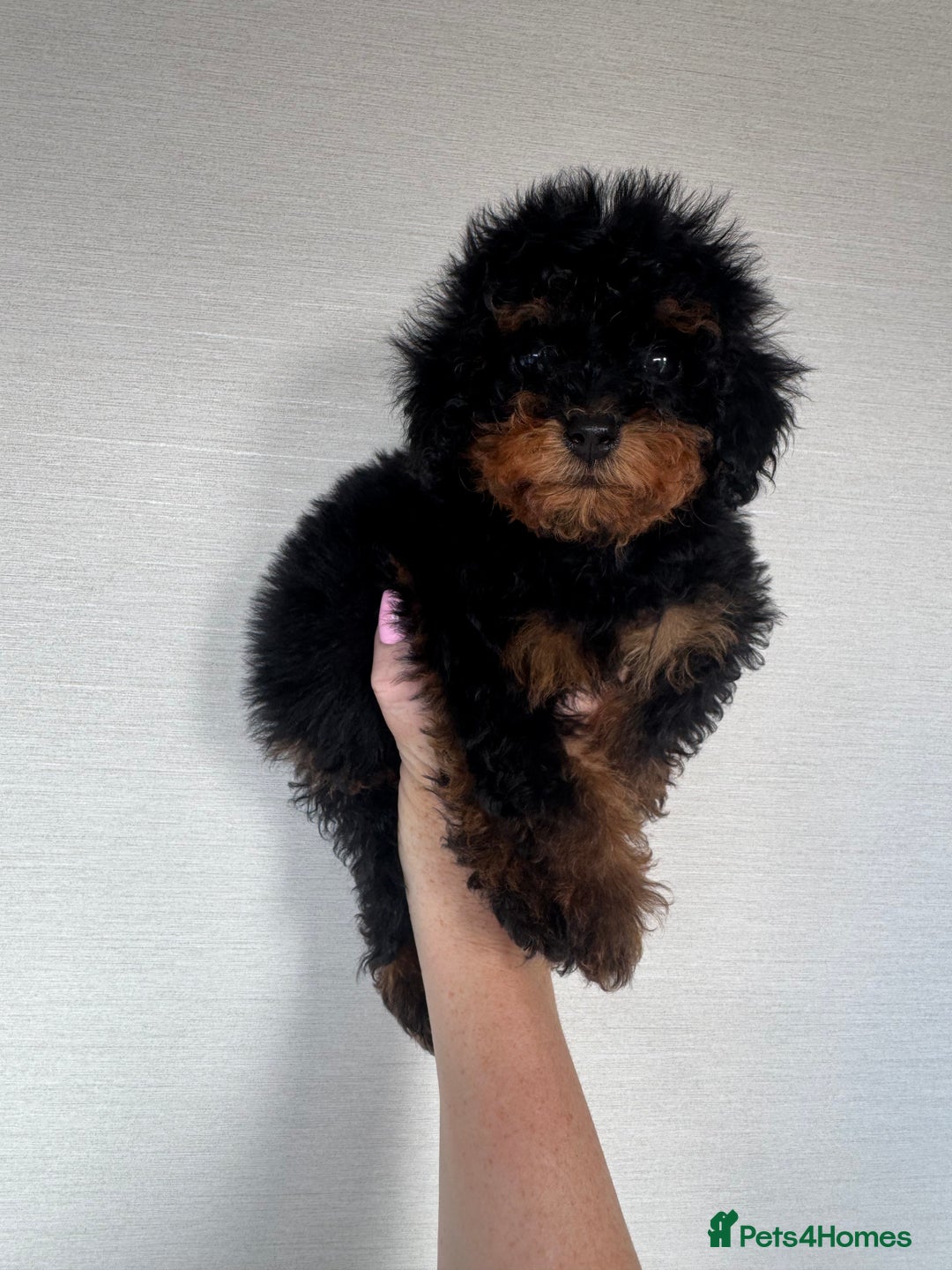 Toy Poodle dogs for sale: Extremely rare blue tiny Kc Reg Toy Poodle Puppy! - Image 18