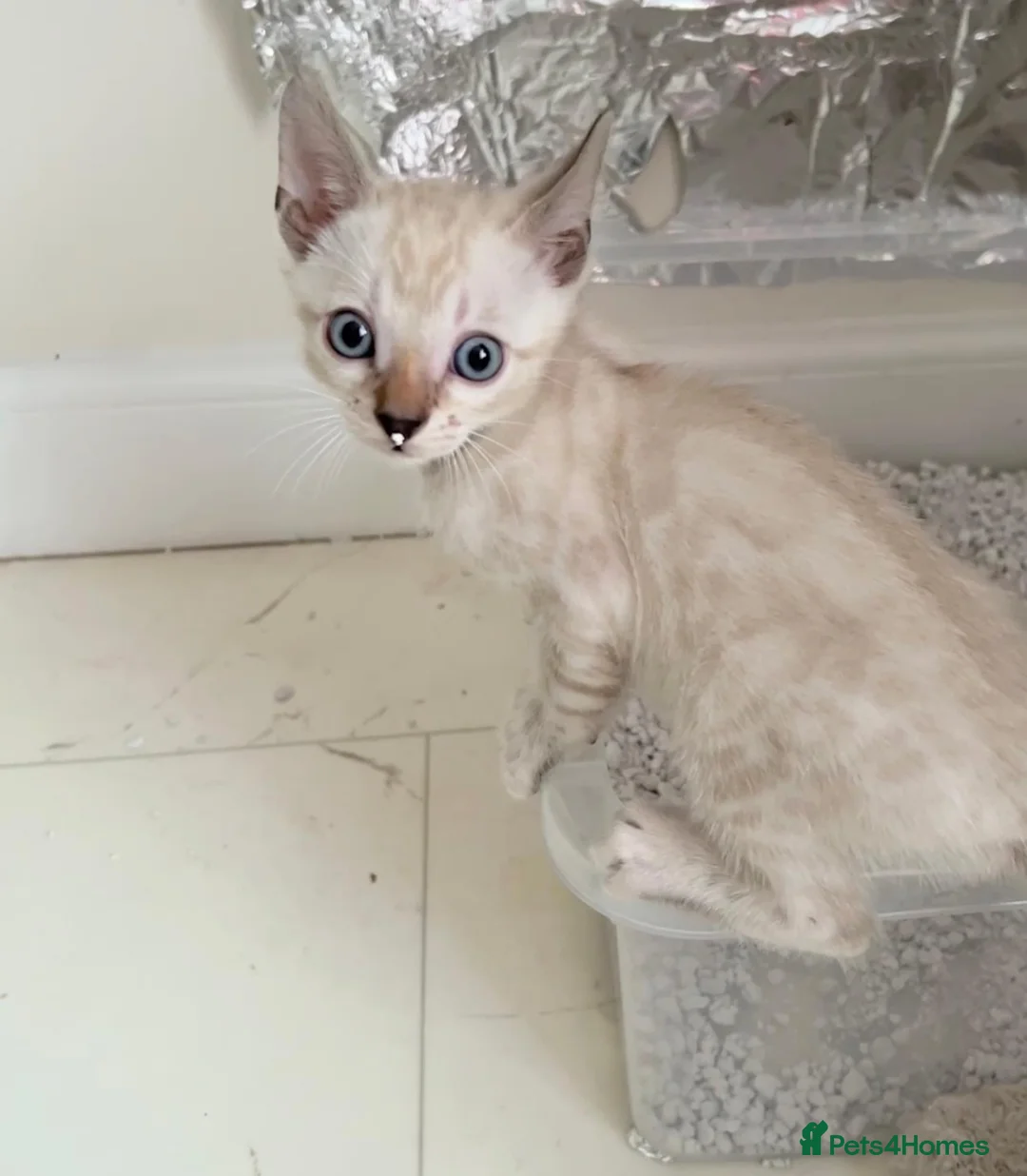 Bengal cats for sale: TICA Registered Bengal Kittens - Advert 2