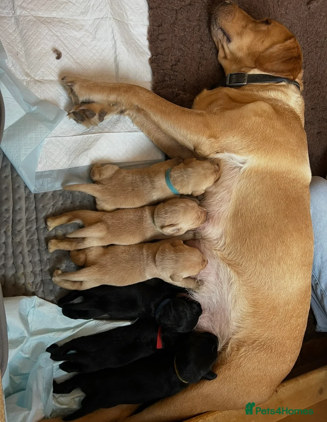 Labrador Retriever dogs for sale: Black and golden Labrador pups for sale  in Darlington - Advert 13