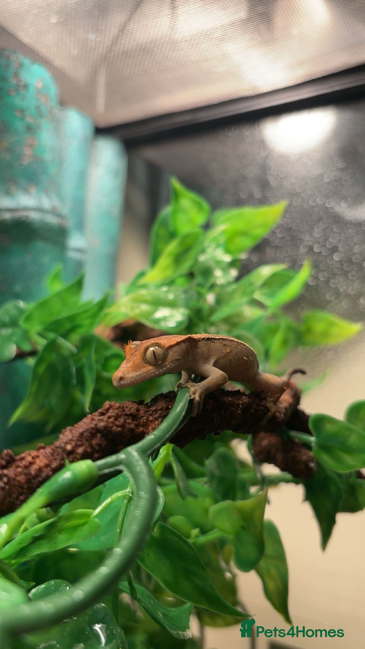 Gecko reptiles Harlequin x Pinstripe Gecko  - Advert 5