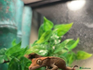 Gecko reptiles Harlequin x Pinstripe Gecko - Advert 1