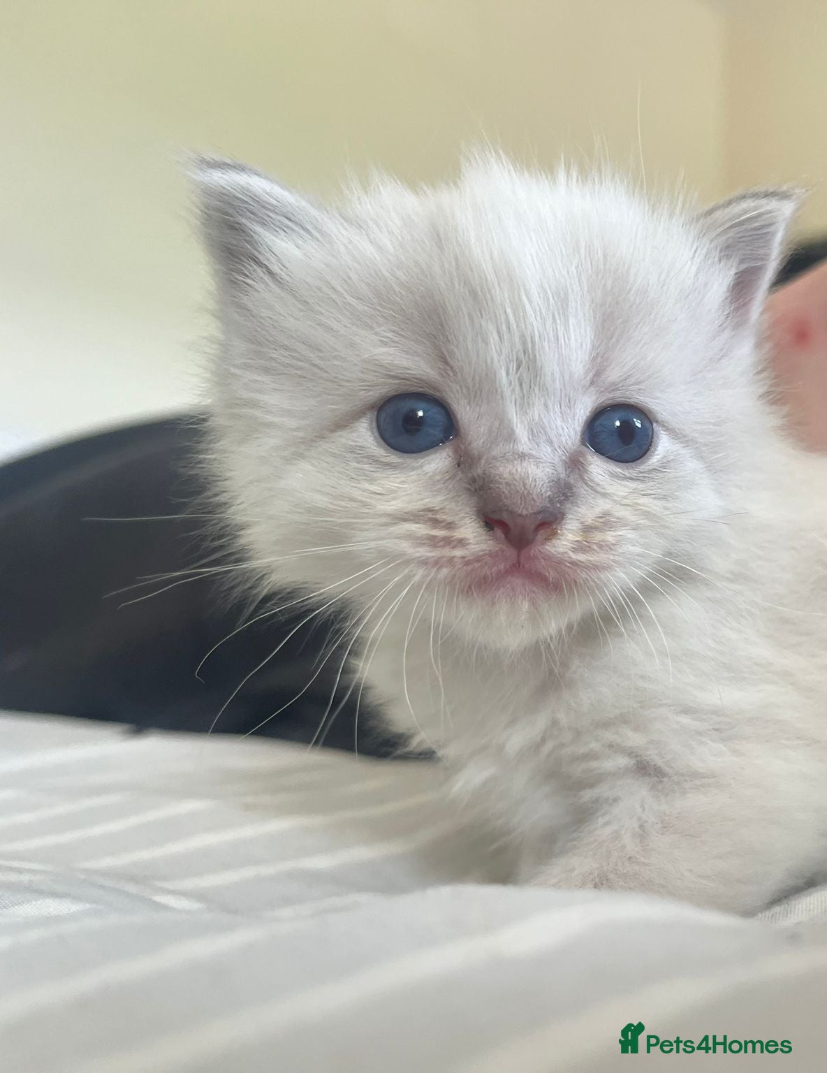 Ragdoll cats Gorgeous full ragdoll kittens  - Advert 9