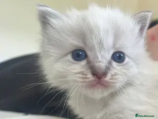 Ragdoll cats Gorgeous full ragdoll kittens - Advert 9