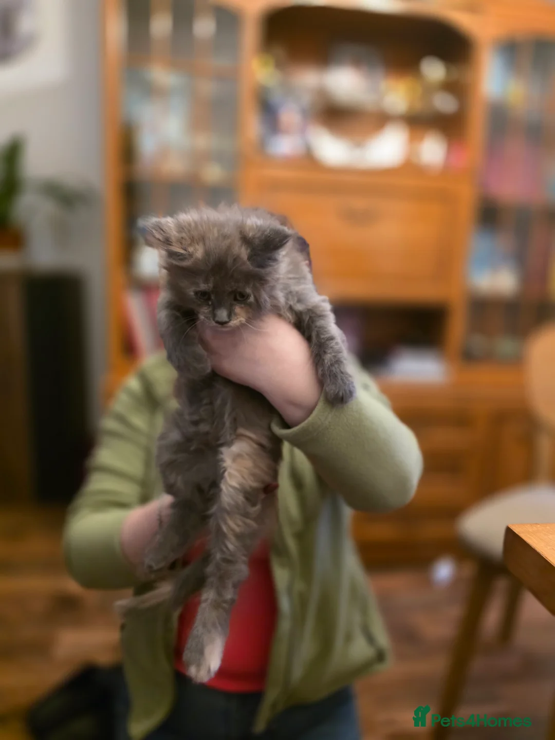 Maine Coon cats for sale: XL Maincoon kittens - Advert 10