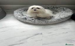 Maltese dogs for stud: Maltese stud only !!   - Image 6