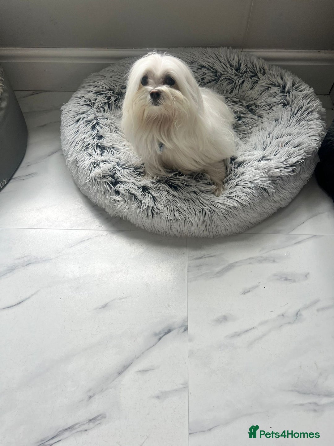 Maltese dogs for stud: Maltese stud only !!   - Image 6
