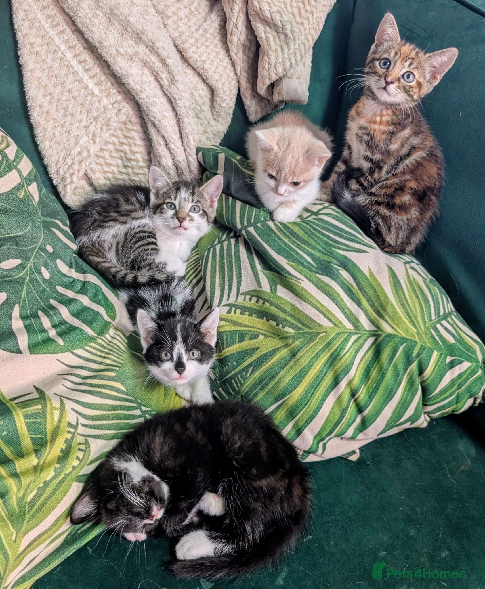 Mixed Breed cats Beautiful kittens ❤️ part BSH - Advert 2