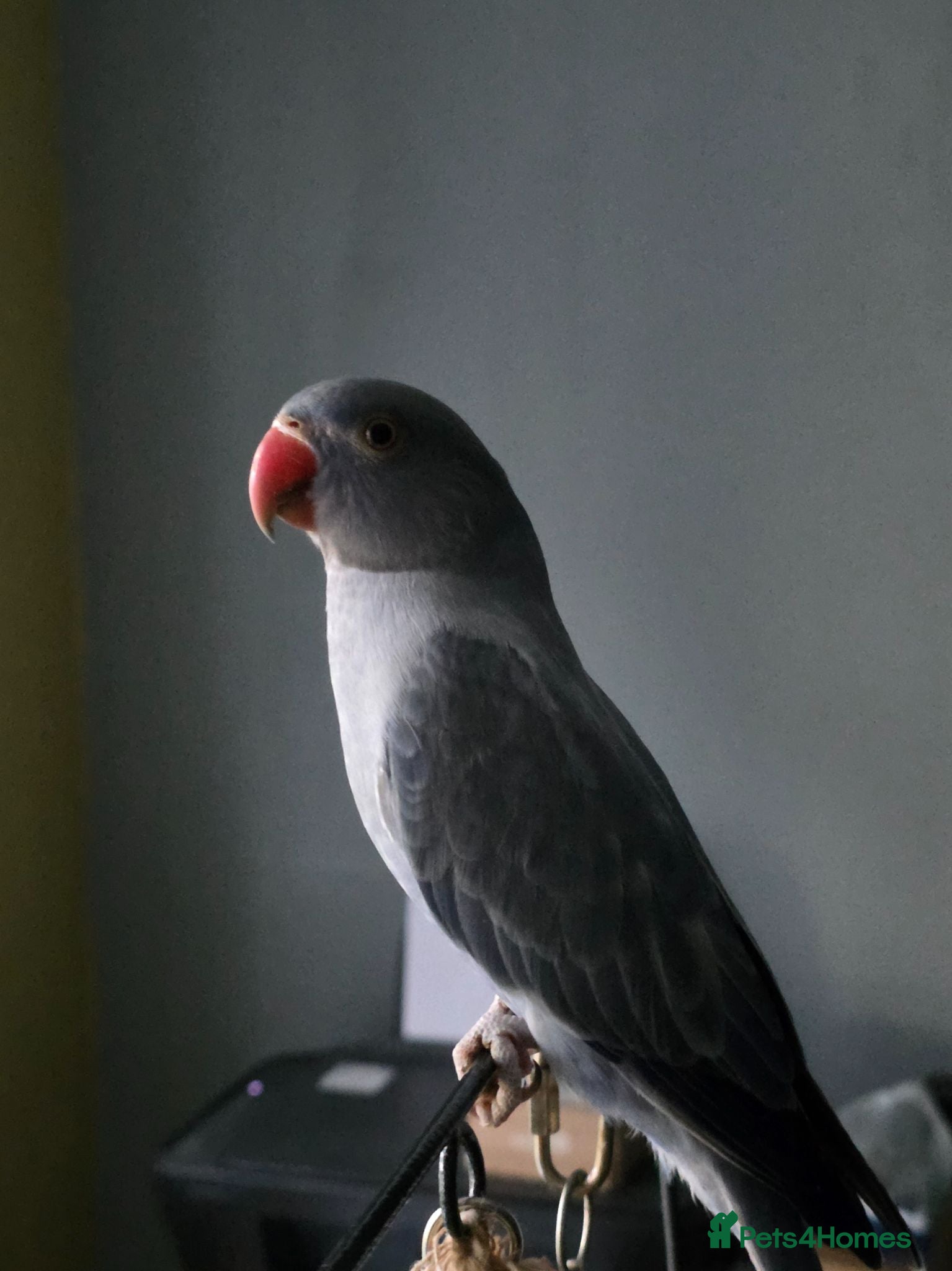 Ringnecks birds Stunning Hand Reared Ringnecks - Advert 2