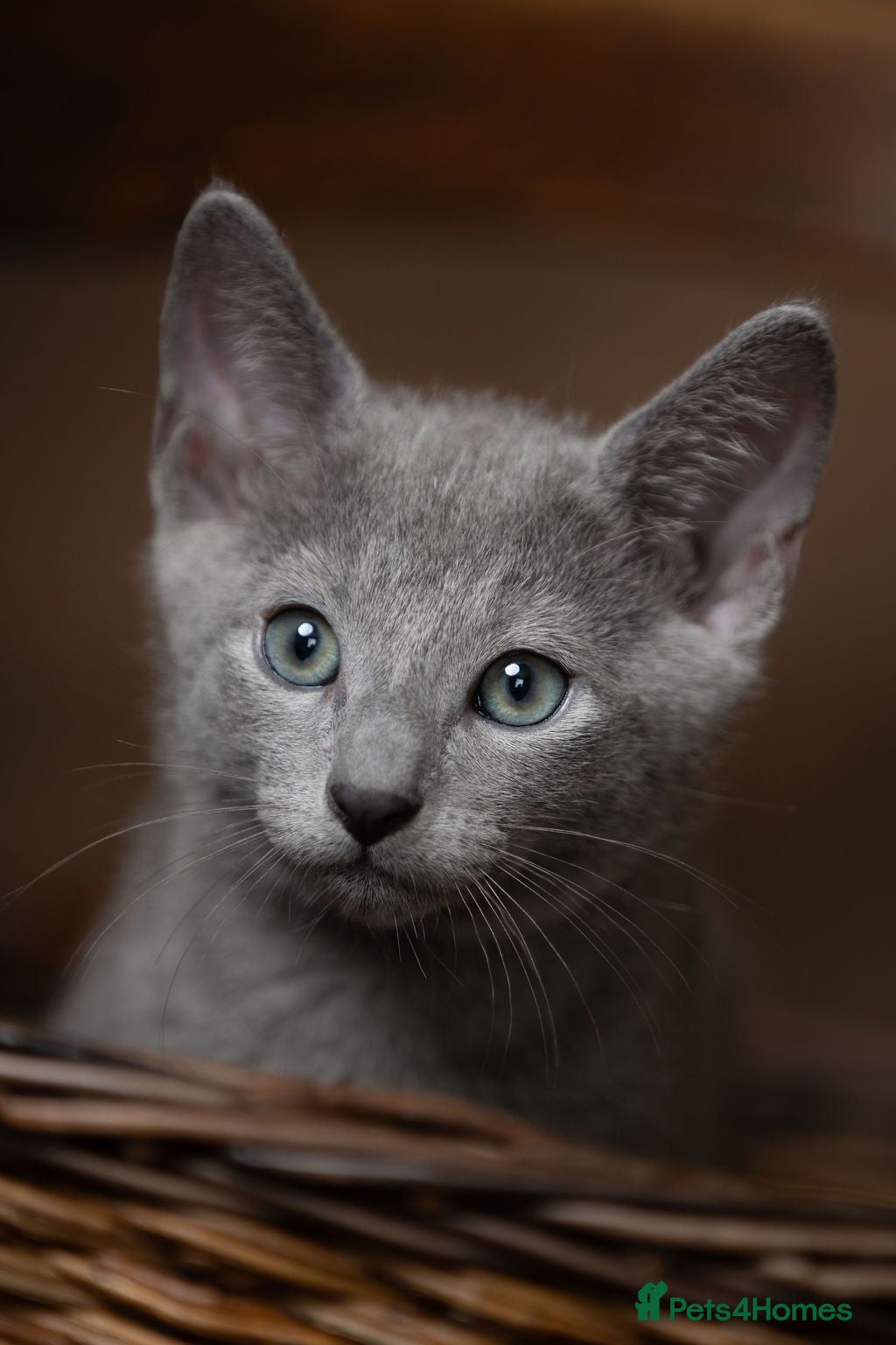 Russian Blue cats TICA Reg Boutique Russian Blue Kittens  - Advert 1
