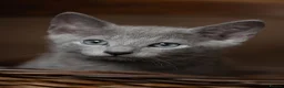 Russian Blue cats for sale: TICA Reg Boutique Russian Blue Kittens  - Advert 2