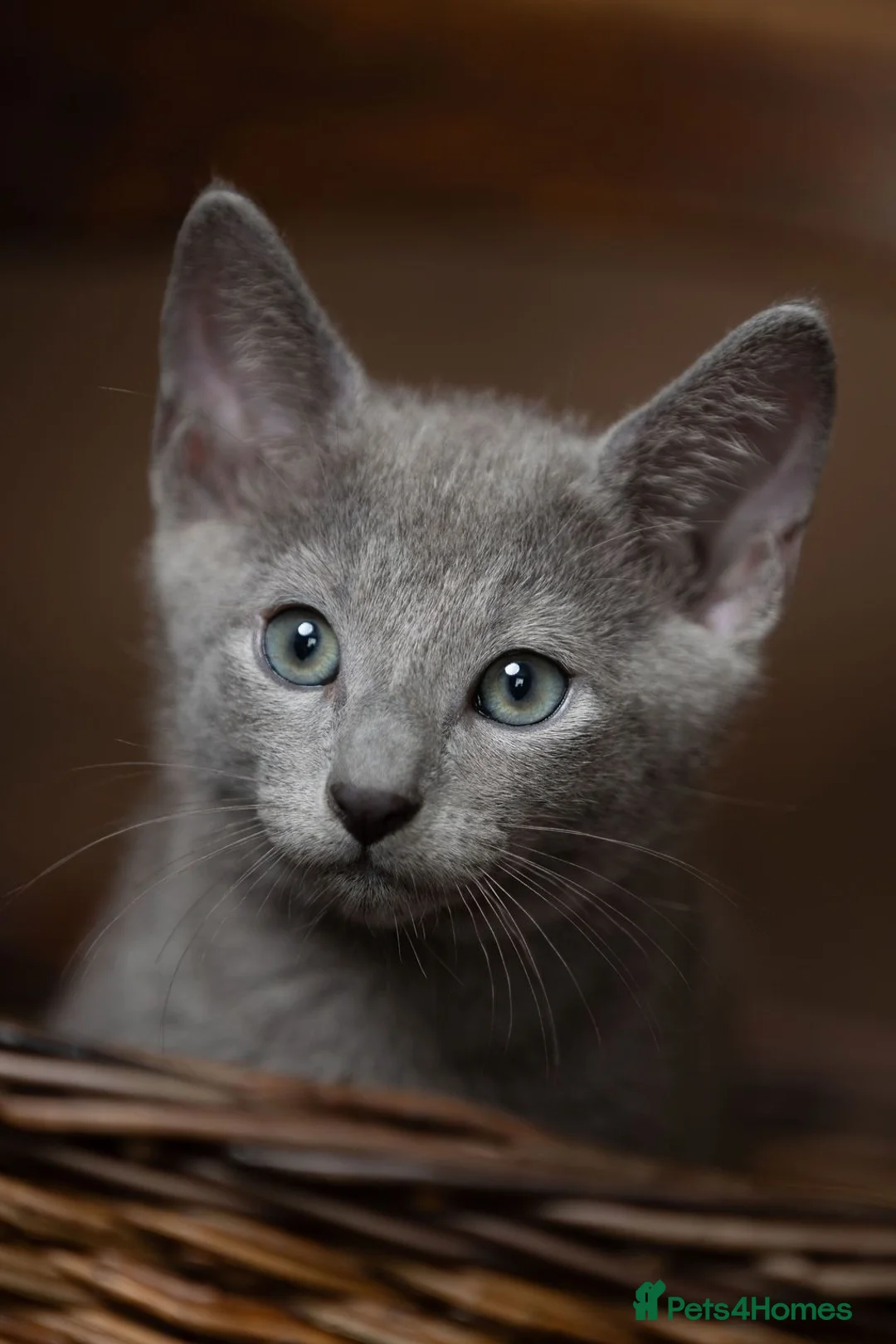 Russian Blue cats for sale: TICA Reg Boutique Russian Blue Kittens  - Advert 2